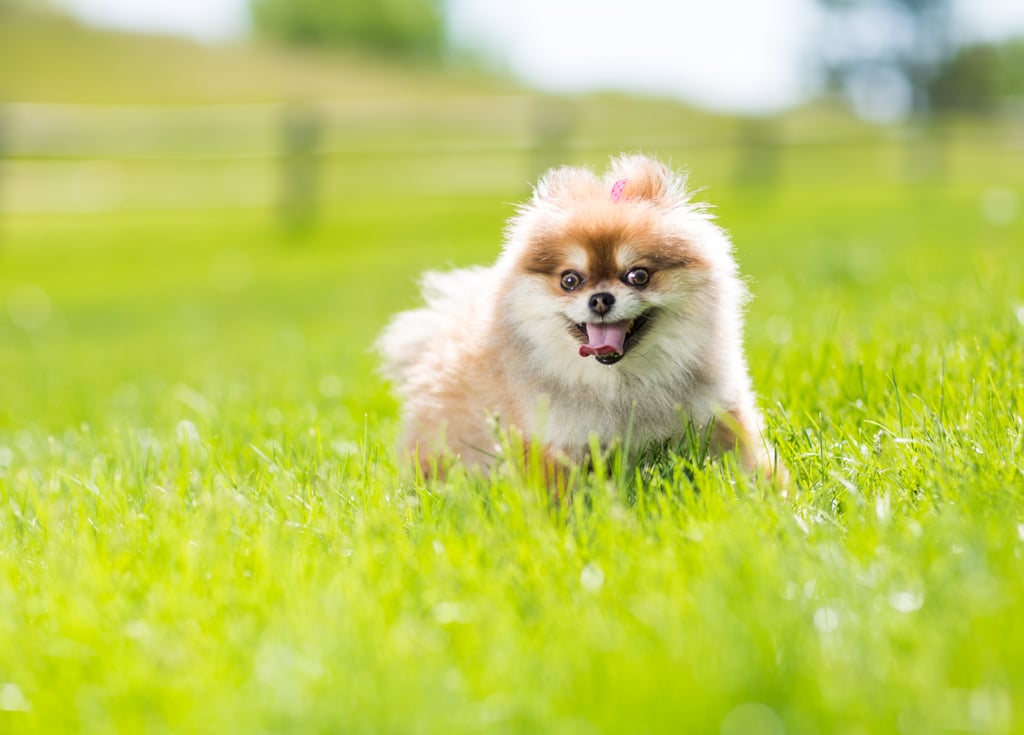 Cute Pomeranian Pictures