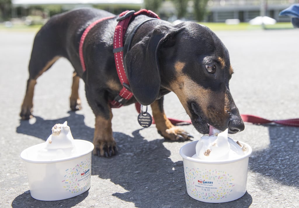 PetSmart Free Ice Cream