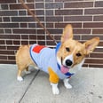 Your Dog Needs This $12 Hoodie For Fall
