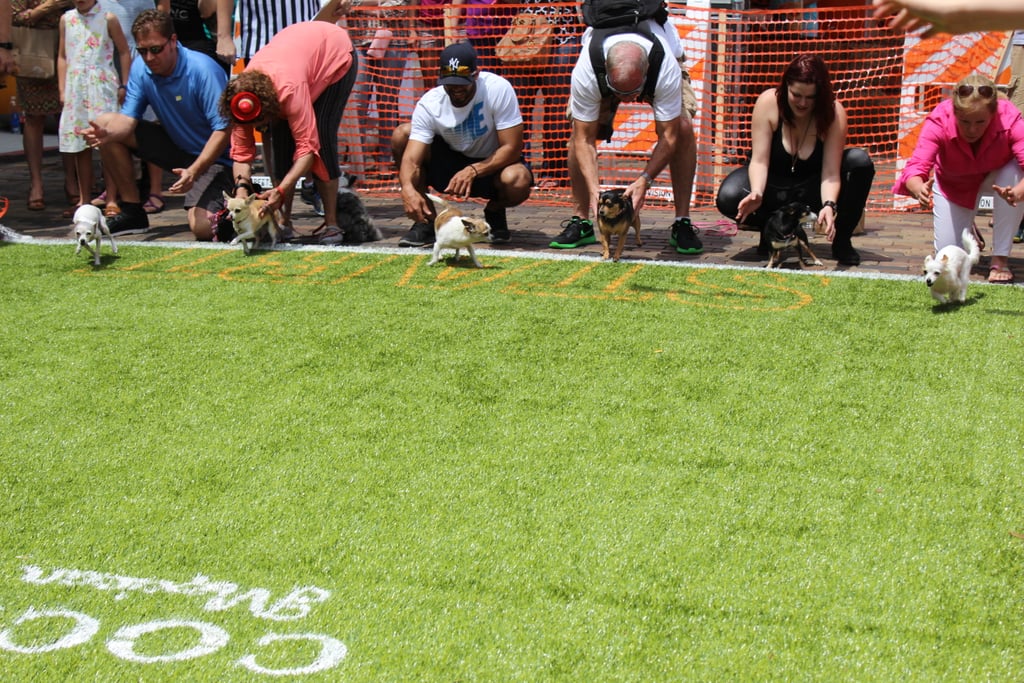 Running of the Chihuahuas in Winter Park, FL