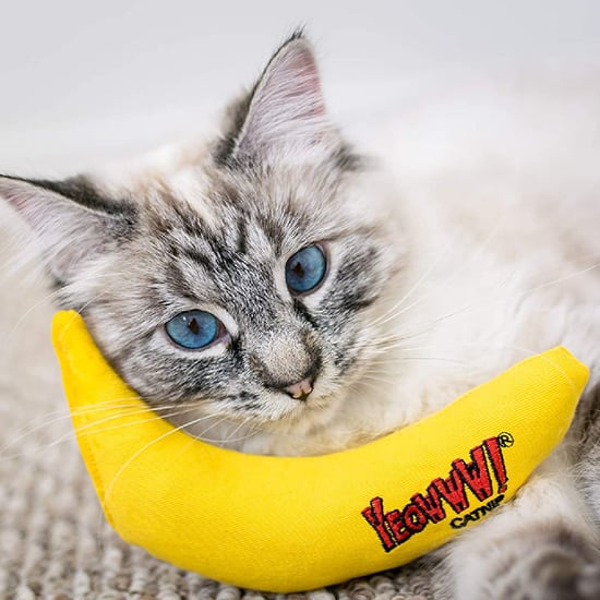 Shop These Chew Toys For Cats That Promote Good Oral Health