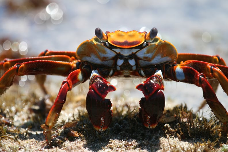 A Sally lightfoot crab in Fernando de Noronha, Brazil.