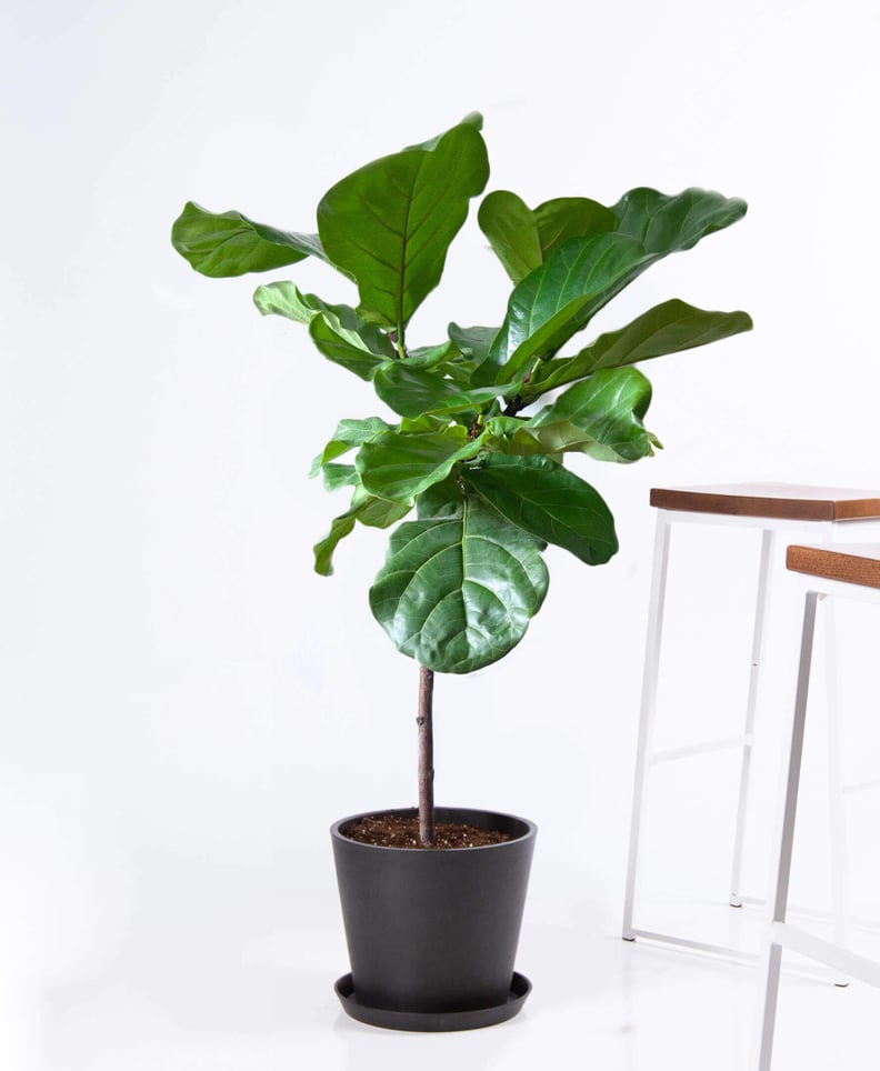 Potted Fiddle Leaf Fig Indoor Plant