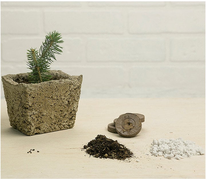 MakersKit Grow Your Own Evergreen Tree ($18)
