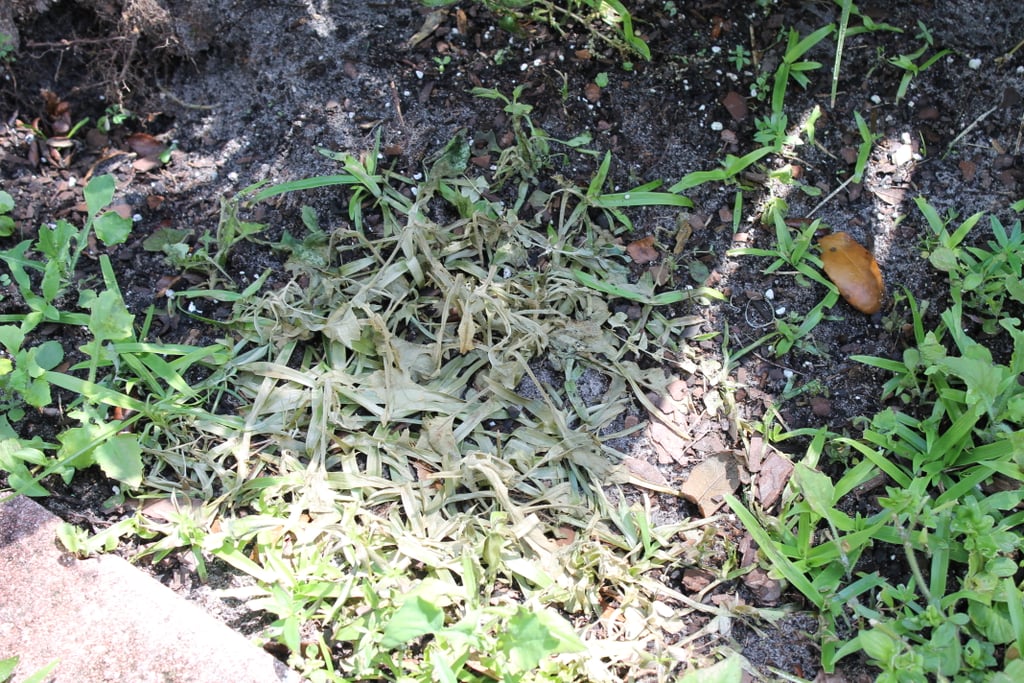 Natural Weed Killer POPSUGAR Home