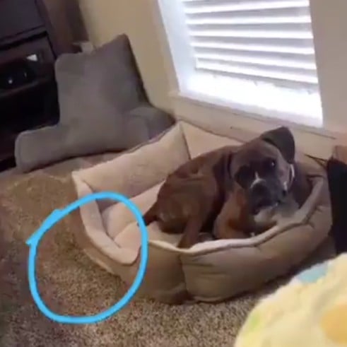 Video of Dog Checking on Baby