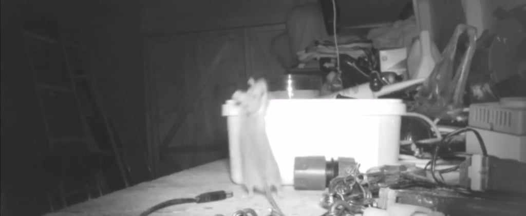 Mouse Cleans Up Man's Garage