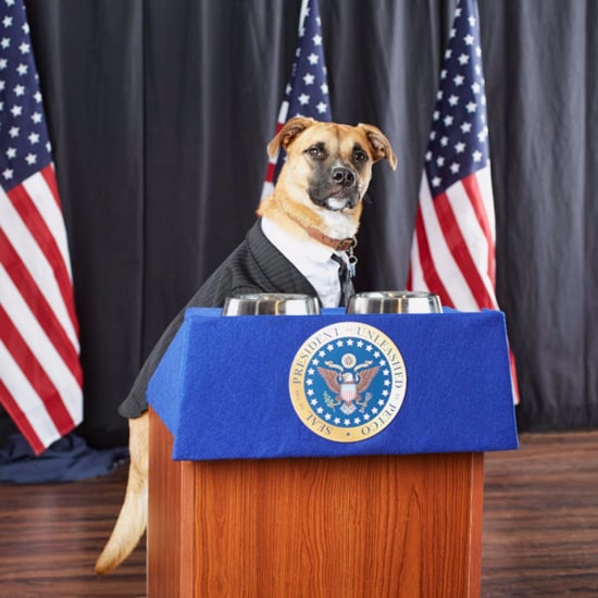Presidential Puppy Podium From Petco