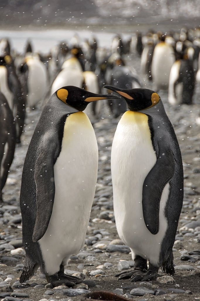 Antarctica King Penguins