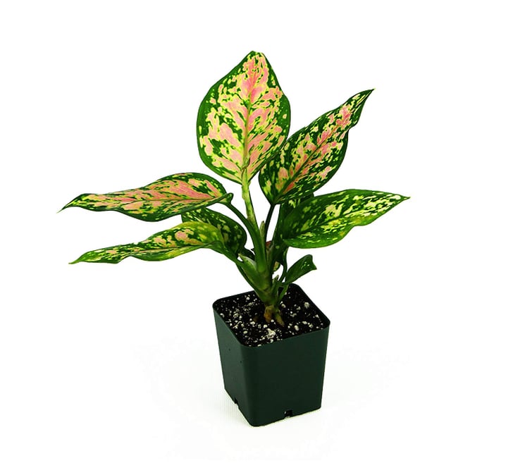 Aglaonema | Where to Buy Pink Houseplants | POPSUGAR Home ...