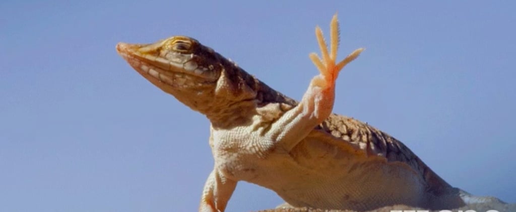 Dancing Lizard From Planet Earth II