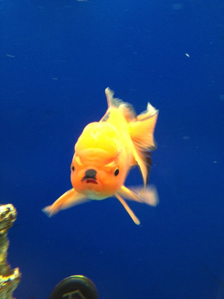 "I see your angry goldfish and raise you my evil Hitler goldfish."
Source: Reddit user LoganTurk via Imgur