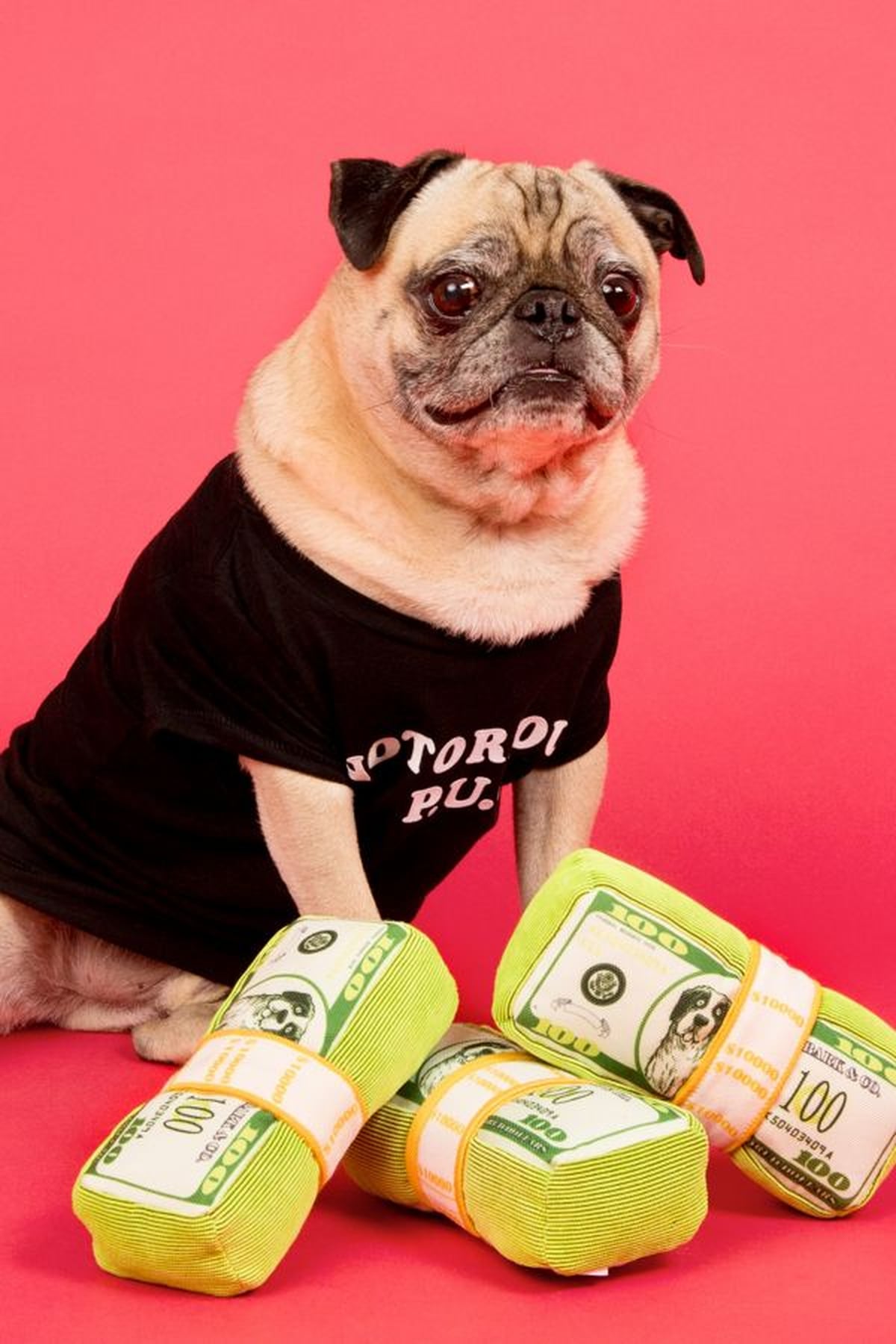 Best Pet Toys at Urban Outfitters POPSUGAR Family