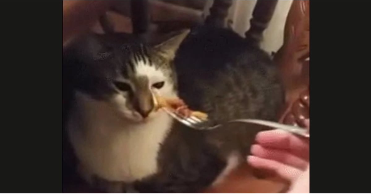 Cat Hates Human Food POPSUGAR Pets