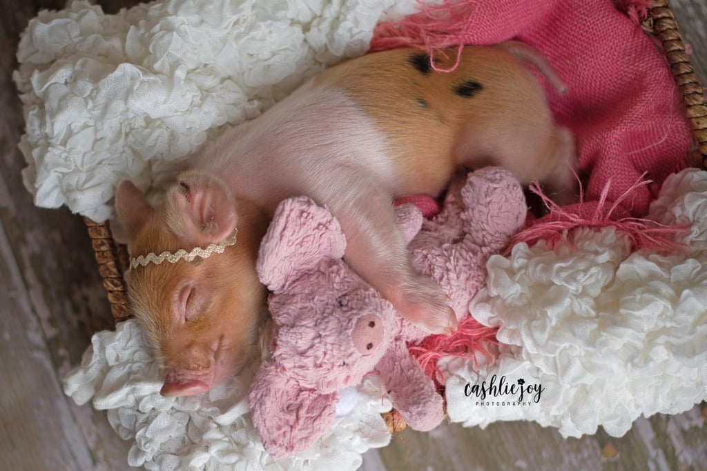 Cashlie White, a photographer from Oklahoma known for newborn and wedding portraits, can officially add "Piglet Photographer Extraordinaire" to her résumé after staging a newborn shoot for a 2-week-old piglet named Dynamite. Despite not having any experience photographing animals, Cashlie decided it was time for a project that was outside of her comfort zone. 
"My friend Connie Hamilton is the owner of Hamilton Show Pigs," Cashlie told POPSUGAR. "She posted a picture of Dynamite, who needed some special attention because she was the runt. When I saw it, I texted her and said that we had to do a 'newborn' shoot with her! I'd seen pictures of puppies like that, but never a pig!"
"Dynamite was easier than some babies I've worked with."
Much to Cashlie's surprise, working with a piglet was easier than she thought. "Dynamite was easier than some babies I've worked with," she explained. "After her bath, we wrapped her up, rocked, and shushed her to sleep! The challenge was really just working with the profile of her face. Since she had a snout and not a flat featured face like a human baby, so I had to change my angles, but other than that, it was great and so fun!"
Given Dynamite's age, Cashlie went above and beyond to ensure she was comfortable. "Just like a regular newborn shoot, I had a small space heater nearby, we kept the room quiet, and she was most comfy when she was swaddled."
Scroll ahead to see the results of Dynamite's adorable newborn shoot. 

    Related:

            
            
                                    
                            

            People Are Sharing Unflattering Photos of Their Pets on Social Media, and How Delightful!