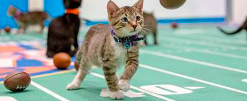 Kitten Bowl Preview 2017