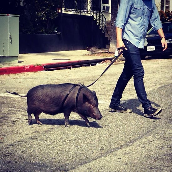 Pigs on Leashes