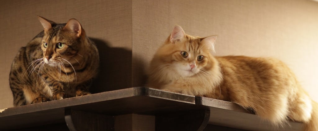 Introducing a New Cat Into the Home