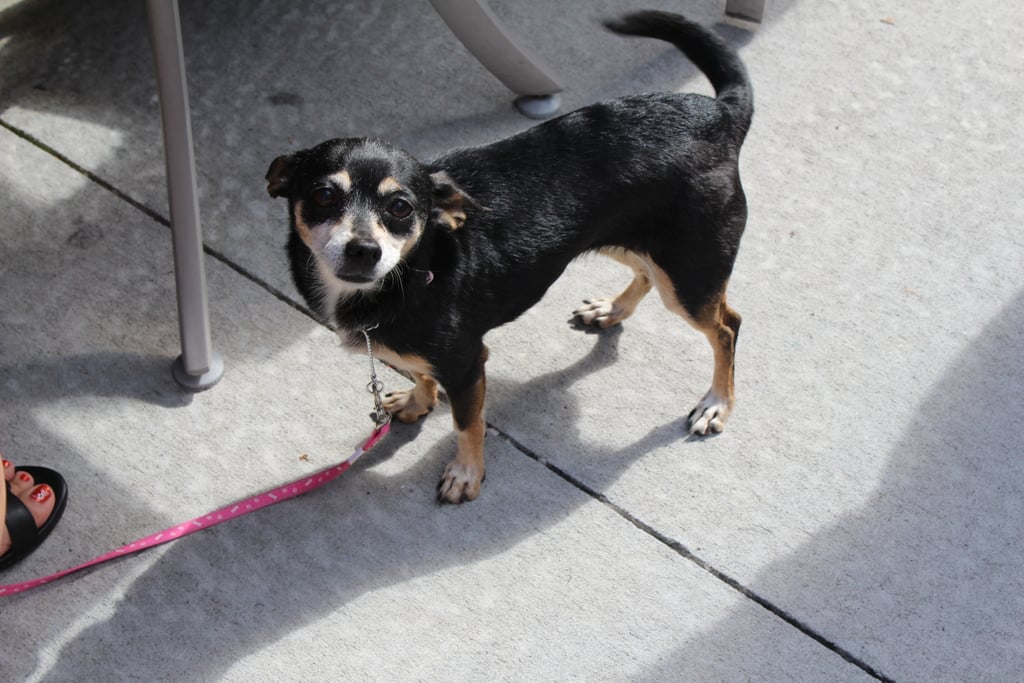 Running of the Chihuahuas in Winter Park, FL