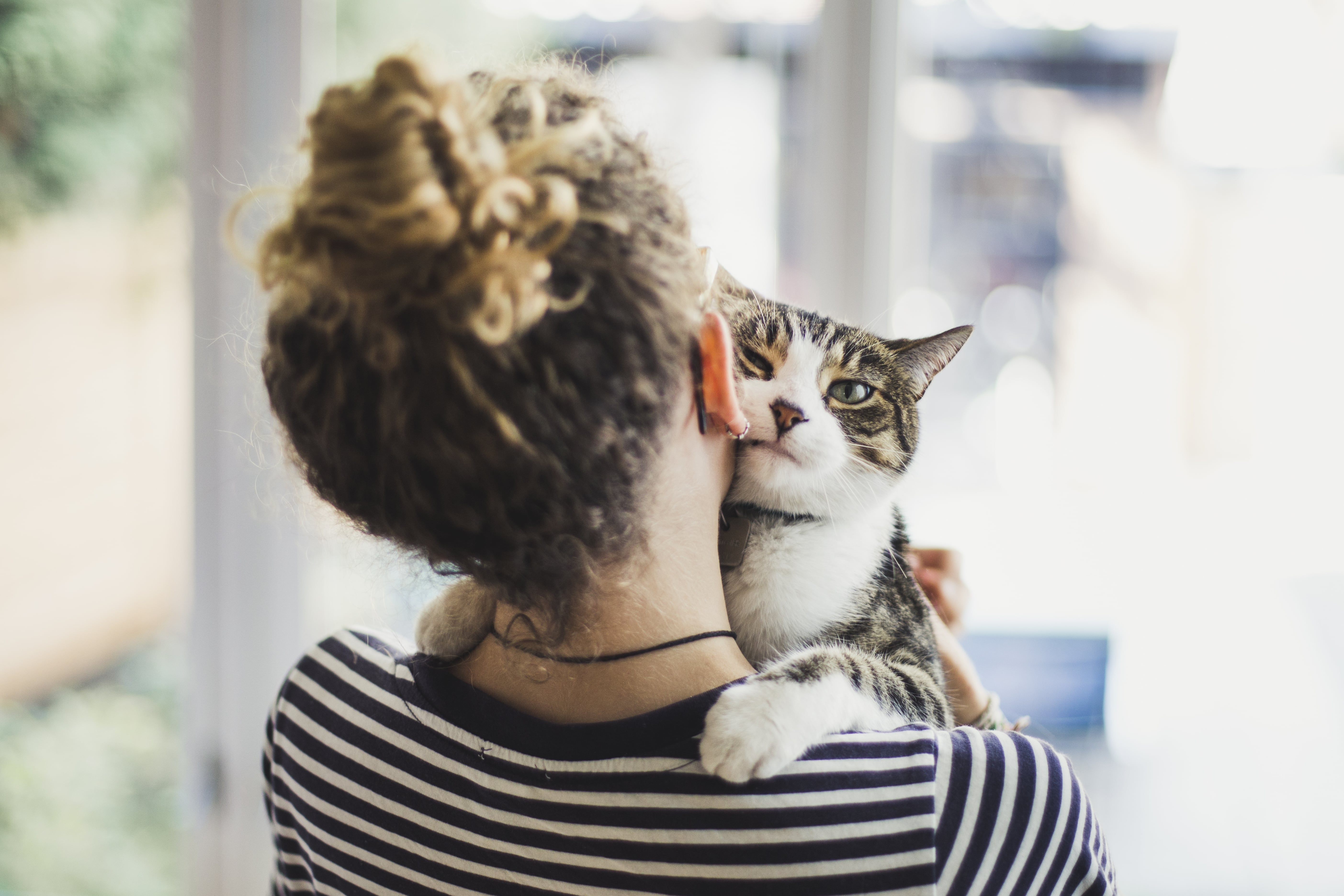 Why Does My Cat Chew on My Hair? POPSUGAR Pets