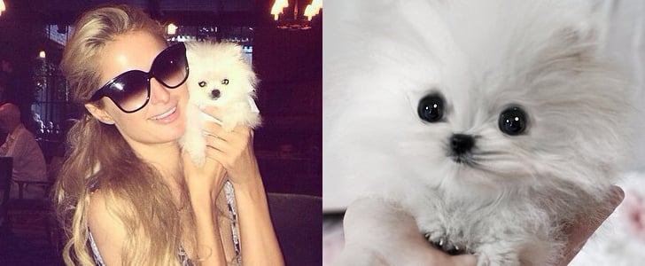 Paris Hilton's Pomeranian Puppy | Instagram Pictures