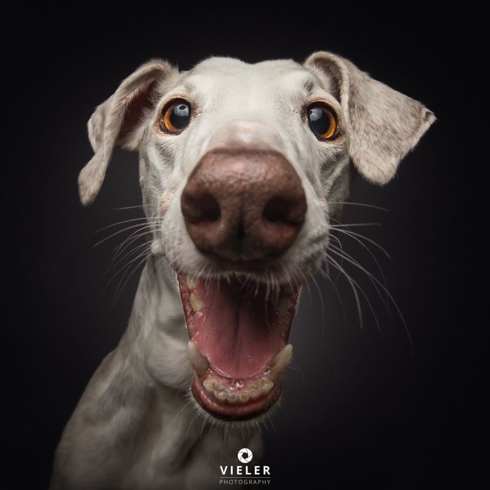 Dogs Catching Treats Photo Series