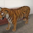 Google's 3D Animals Feature Basically Lets You Bring the Zoo Into Your Home