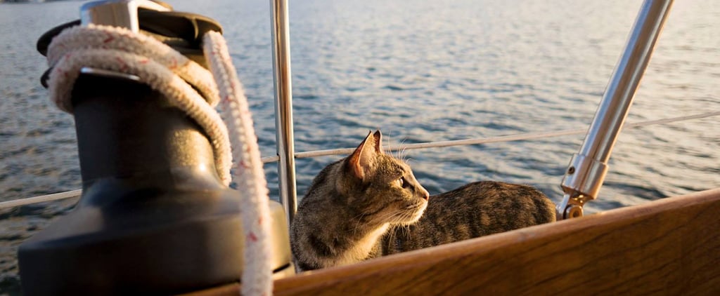 Couple Quits Jobs to Sail the World With Their Cat