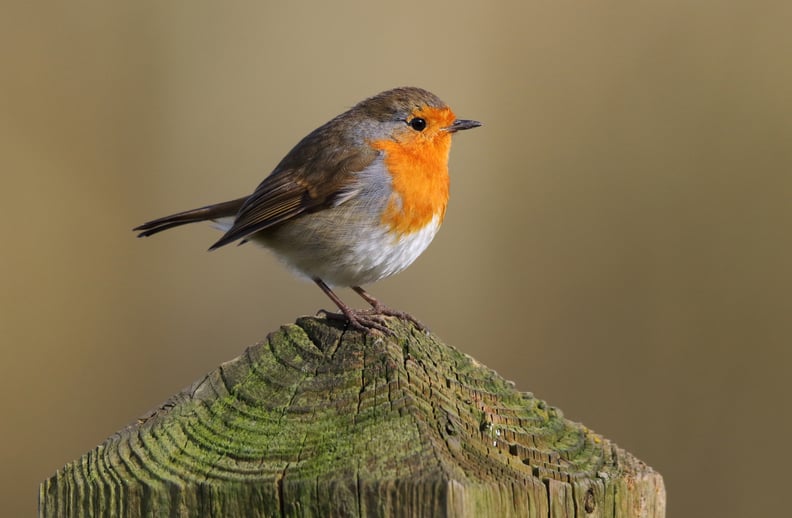 Seeing a Robin
