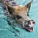 Exotic Animal Vacations