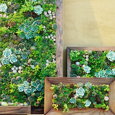 Make your own living succulent art.
Source: Sunset Magazine