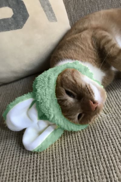 Bunny Ear Cat Cap