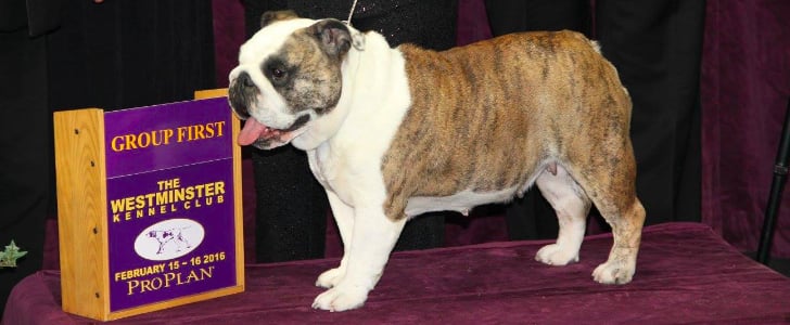2016 Westminster Kennel Club Dog Show Group Winners