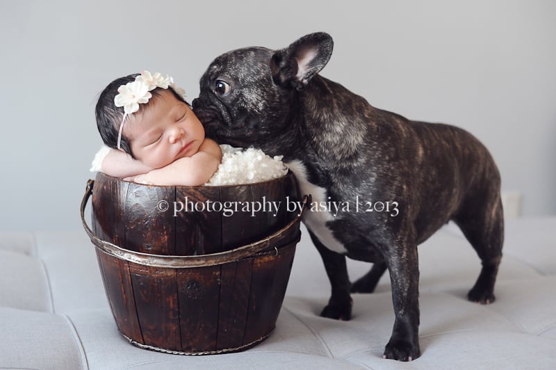 Adorable Newborn and Pet Photos