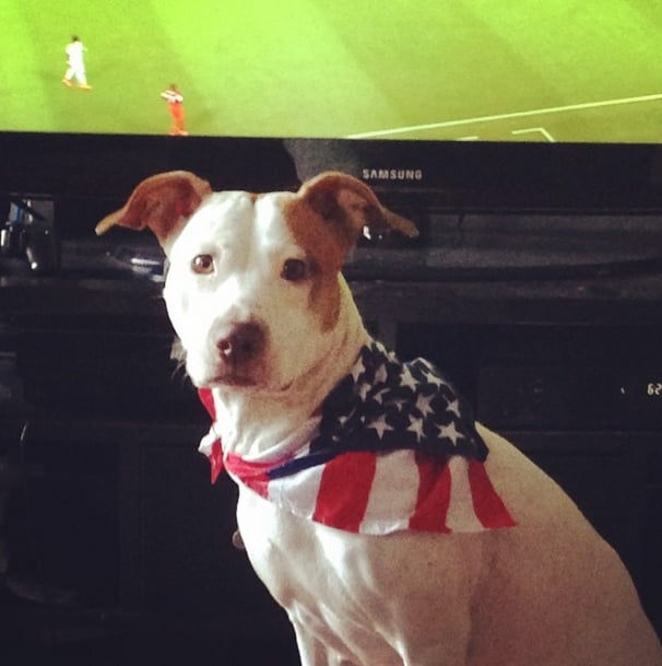 There's no question who this Pitbull is rooting for during this game.
Source: Instagram user breezy1884