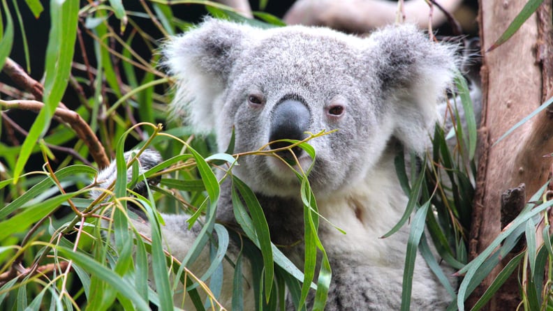 Koalas and Kangaroos: Get to know Australia's Cuddliest Critters