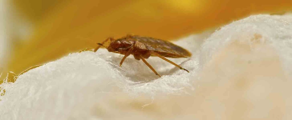 Bug Infested Hotel Room in New York City