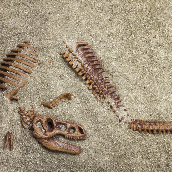 Evidence of Dinosaurs in United States