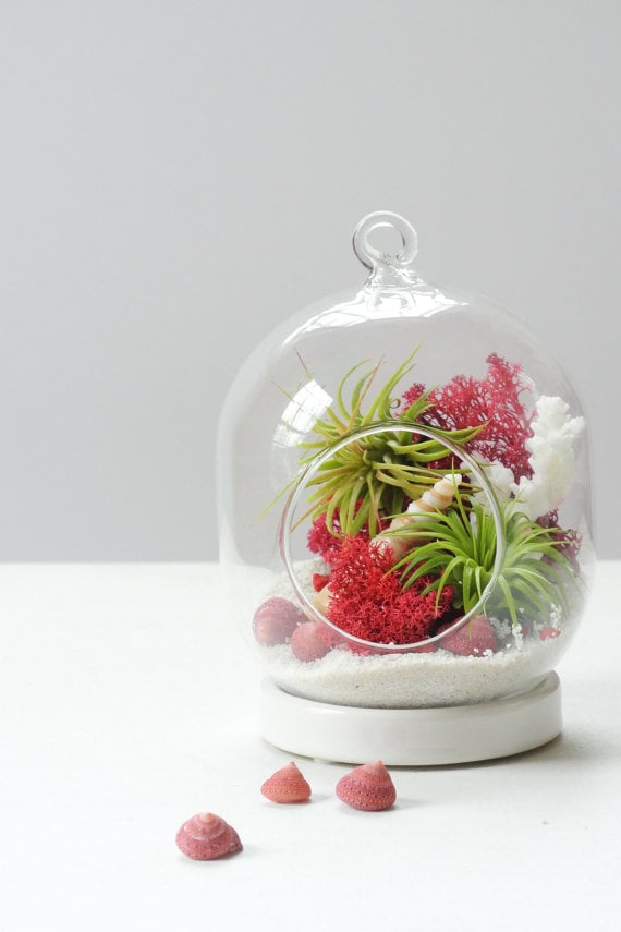 XO Air Plant Terrarium