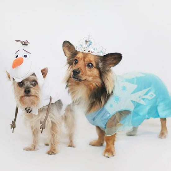 Dogs Dressed as Disney Princesses