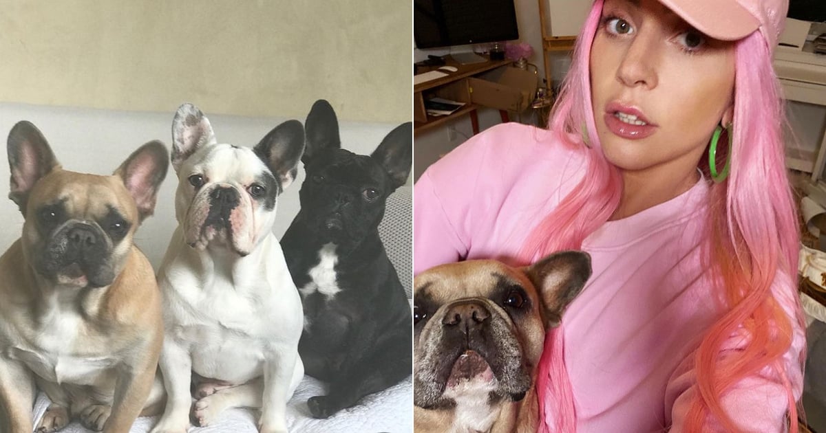 Lady gaga french sales bulldogs