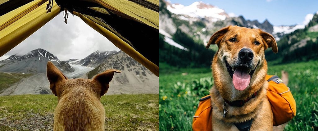 Photos of Dogs Camping