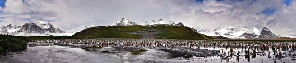 Antarctica King Penguins