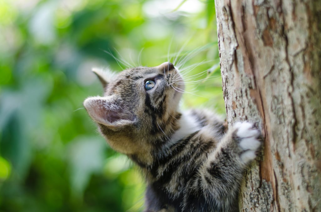 Look at this adventurous little tree climber!