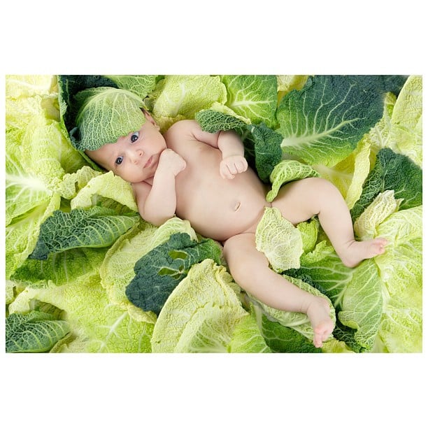 On a Pile of Cabbage
