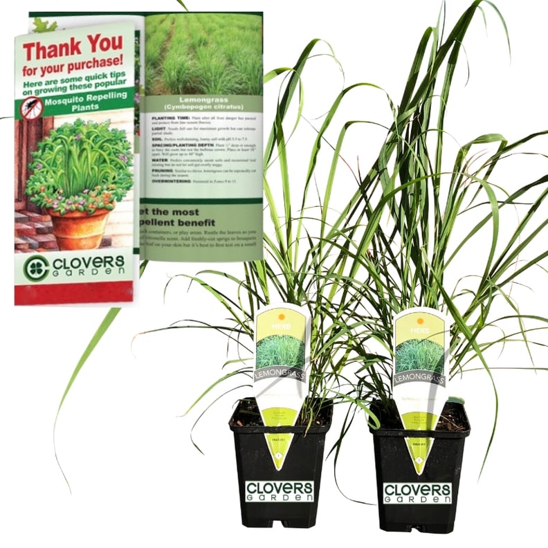 Lemongrass Plants