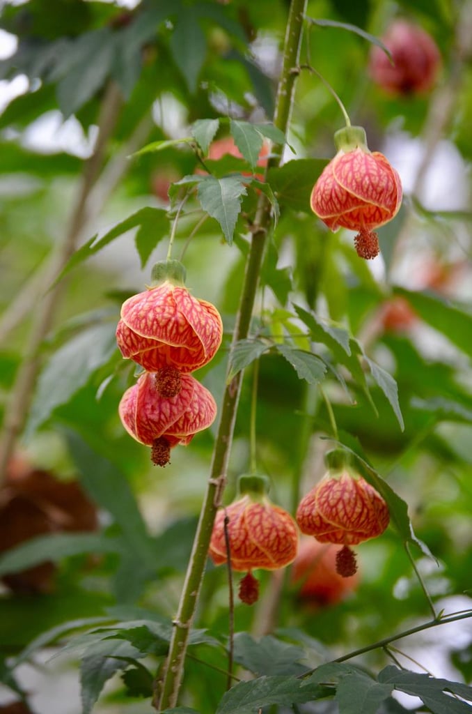 flowering maple tree