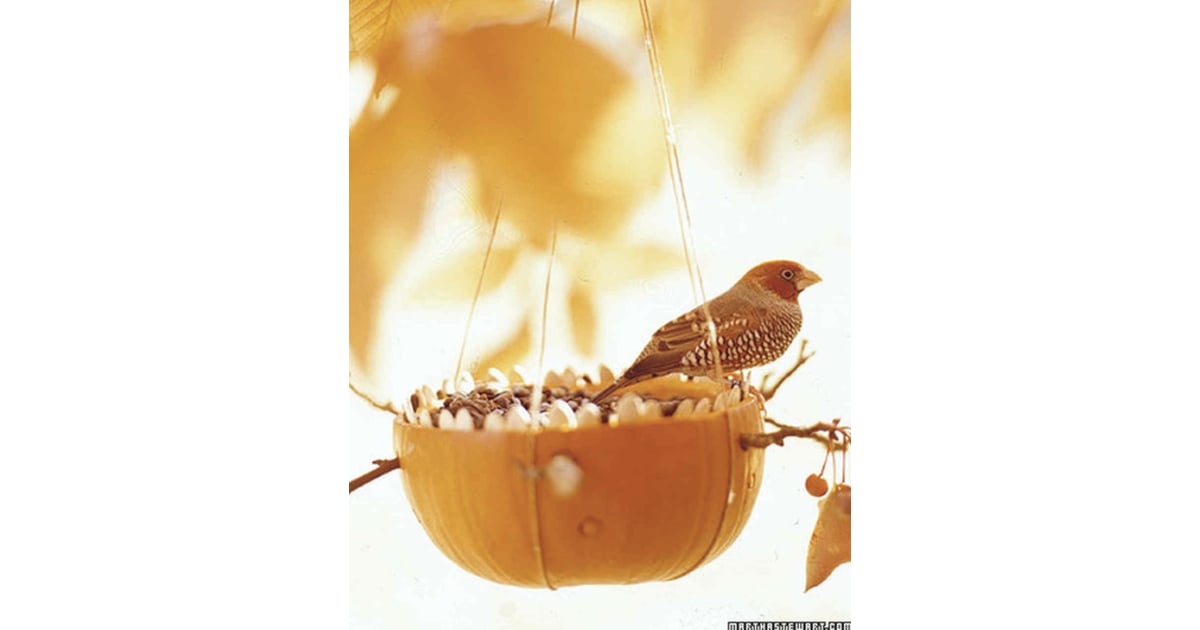 Pumpkin Bird Feeder Nothing Seedy 11 Simple Pumpkin Seed