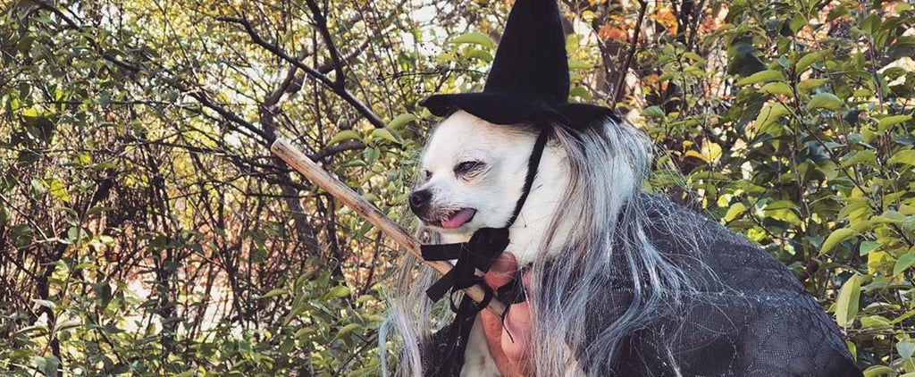 Gizmo the Chihuahua Dog Dressed as a Witch | Video
