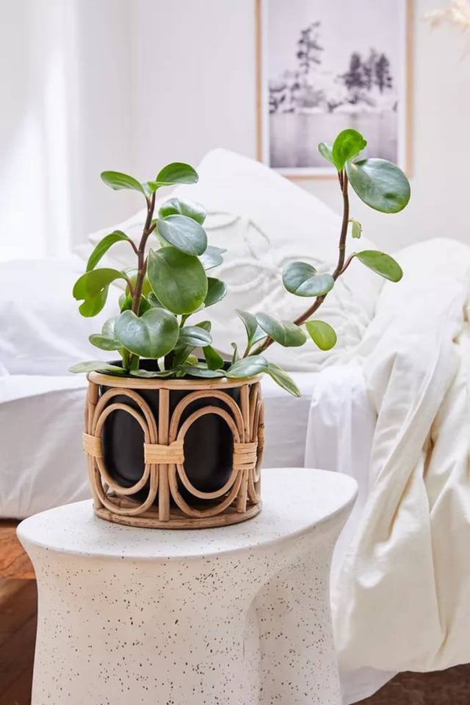 Bamboo Plus Wood Rattan Planter